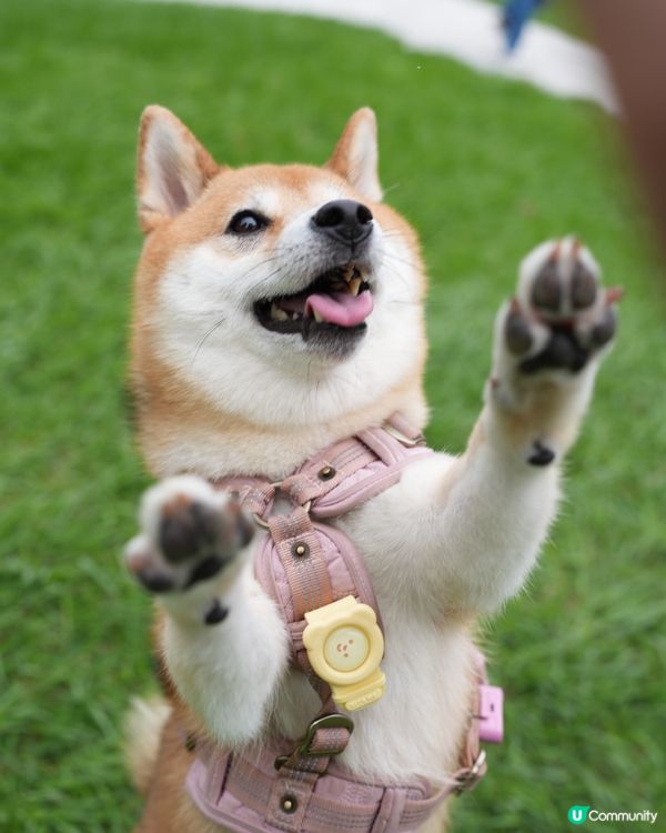 沙田寵物友善玩樂必去！🐶🌳