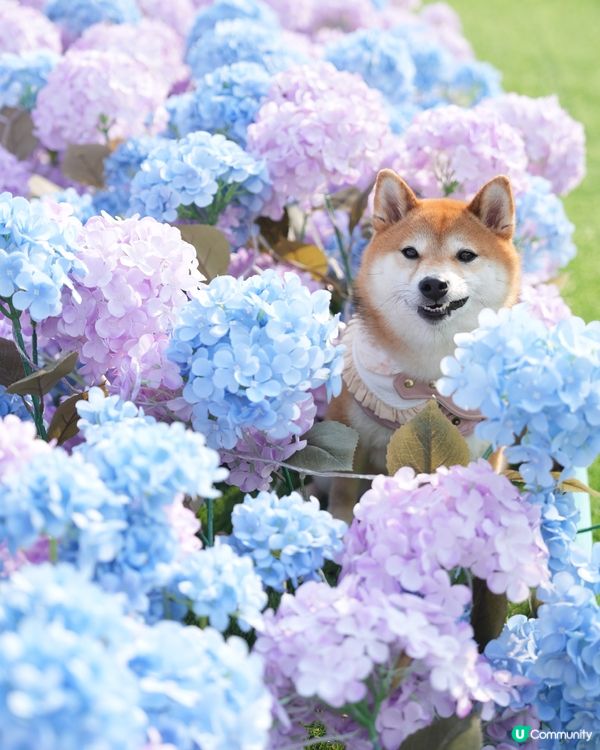 繡球花海影到靚📸✨