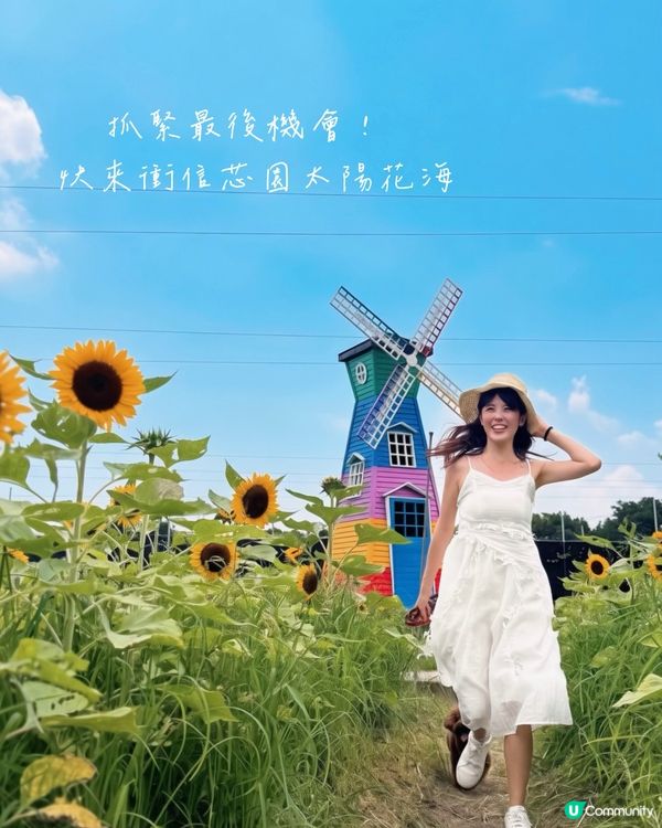 

信芯園🌻太陽花海告別😢，把握最後機會！