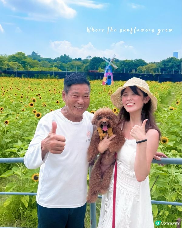

信芯園🌻太陽花海告別😢，把握最後機會！
