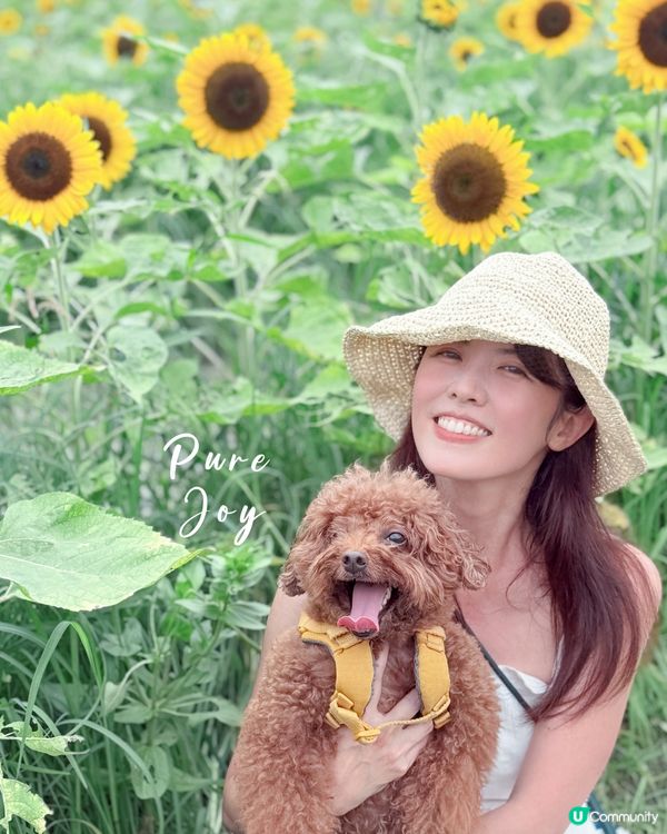 

信芯園🌻太陽花海告別😢，把握最後機會！