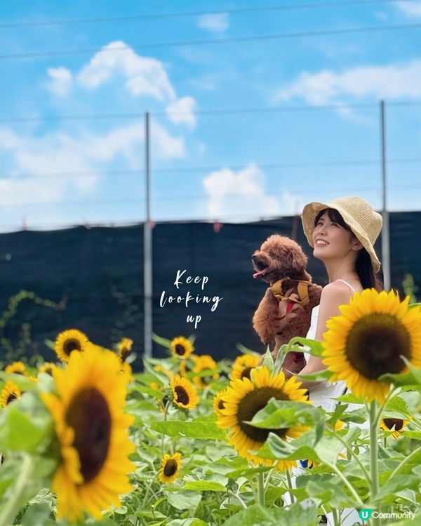 

信芯園🌻太陽花海告別😢，把握最後機會！