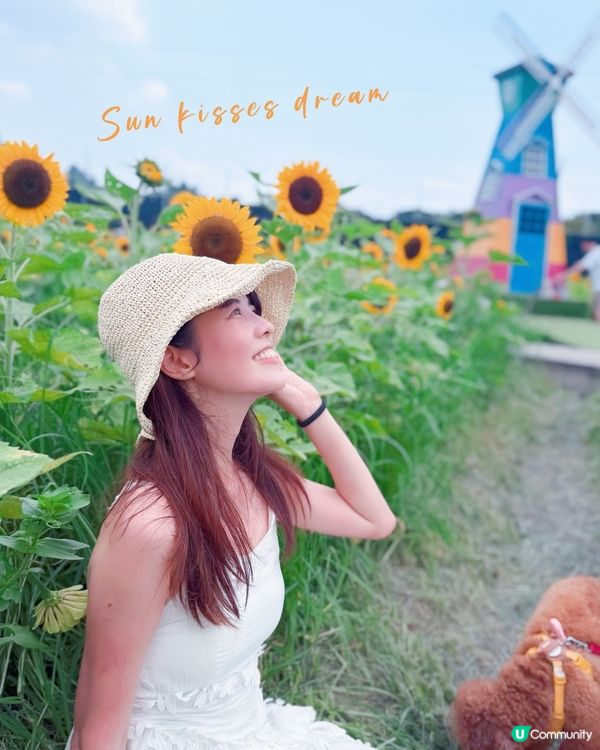 

信芯園🌻太陽花海告別😢，把握最後機會！