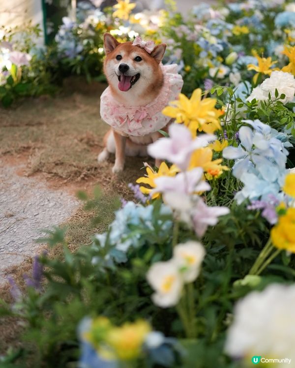 鬧市中既法式秘密花園🌷🩷