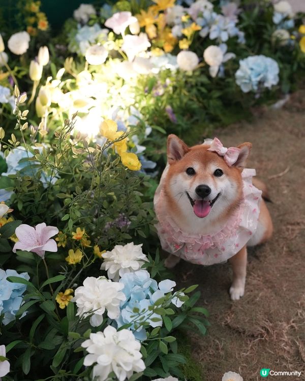 鬧市中既法式秘密花園🌷🩷