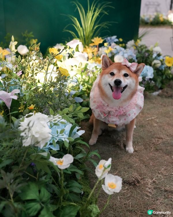 鬧市中既法式秘密花園🌷🩷