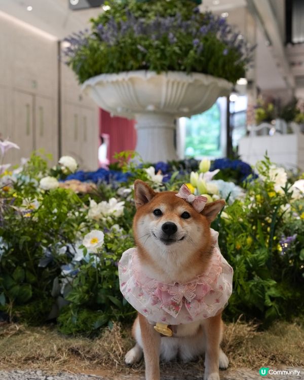 鬧市中既法式秘密花園🌷🩷