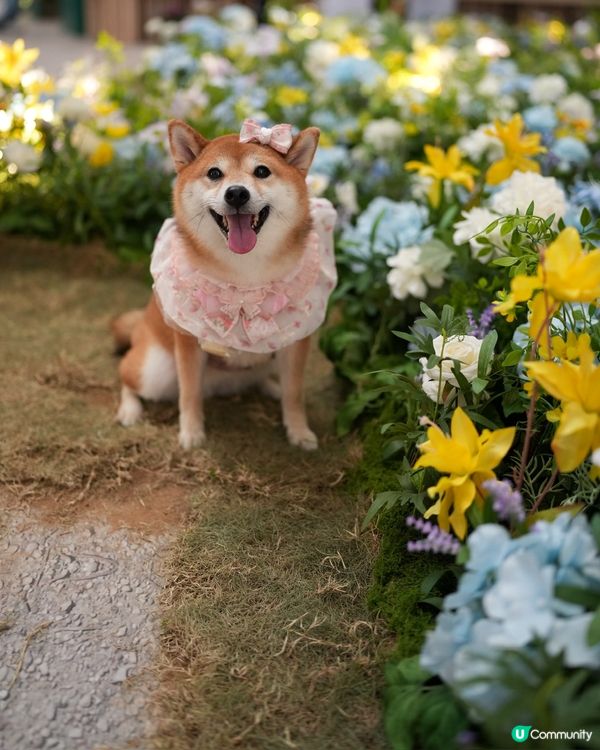 鬧市中既法式秘密花園🌷🩷