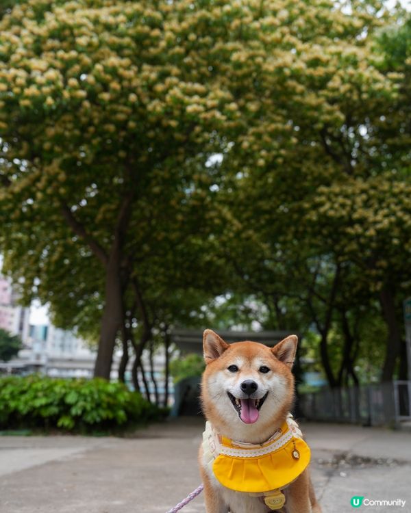櫻桃街魚木花海🌊🌸