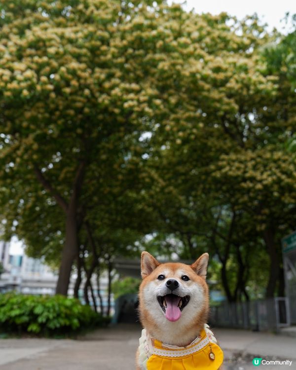 櫻桃街魚木花海🌊🌸