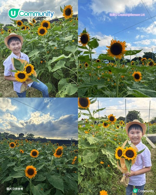 【親子好去處2026】香港8大親子農莊🌻餵食草泥馬／向日葵花海／自家製農場牛奶