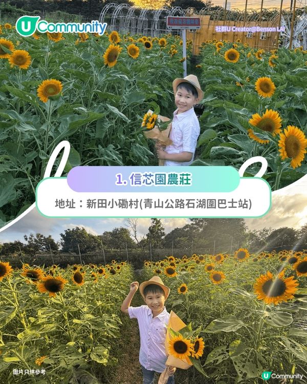 【親子好去處2026】香港8大親子農莊🌻餵食草泥馬／向日葵花海／自家製農場牛奶