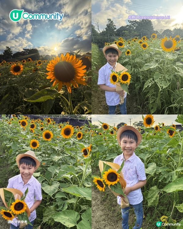 【親子好去處2026】香港8大親子農莊🌻餵食草泥馬／向日葵花海／自家製農場牛奶