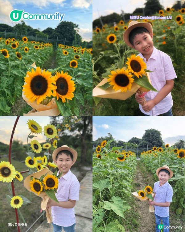 【親子好去處2026】香港8大親子農莊🌻餵食草泥馬／向日葵花海／自家製農場牛奶