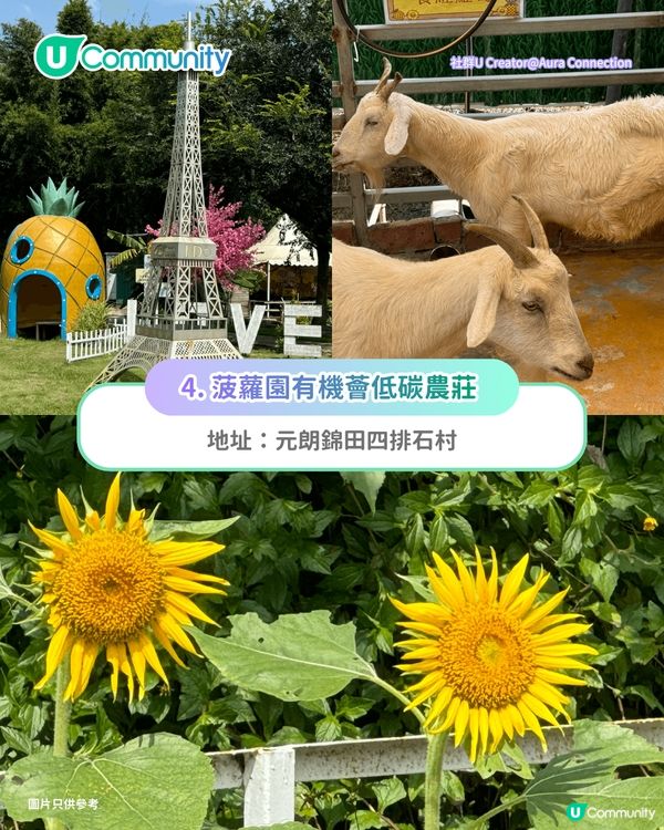 【親子好去處2026】香港8大親子農莊🌻餵食草泥馬／向日葵花海／自家製農場牛奶