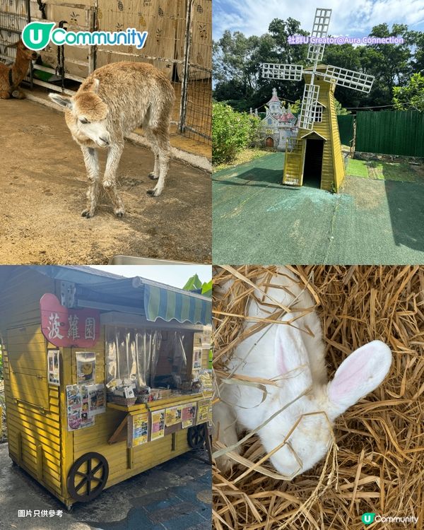 【親子好去處2026】香港8大親子農莊🌻餵食草泥馬／向日葵花海／自家製農場牛奶