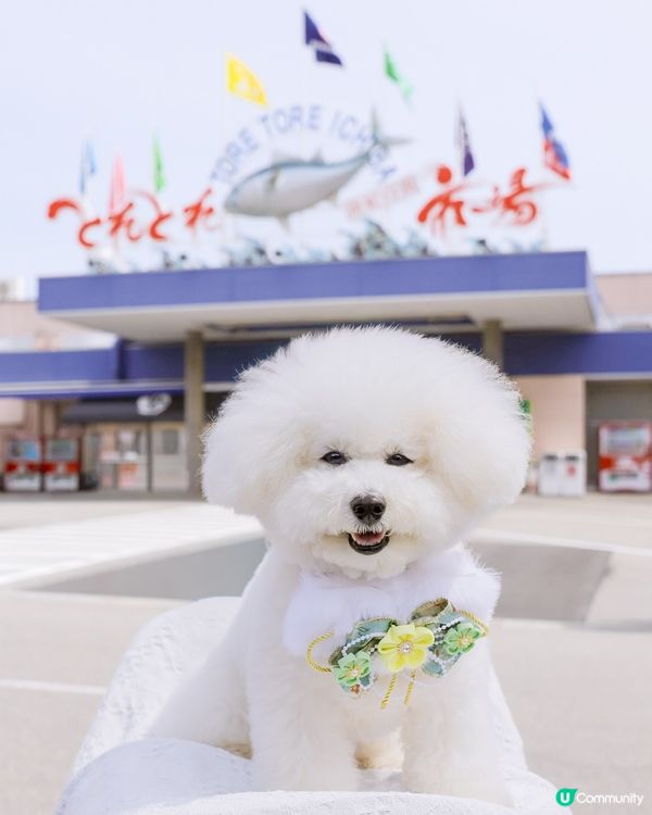帶🐶遊日本🌊 關西最大海鮮市場🤤