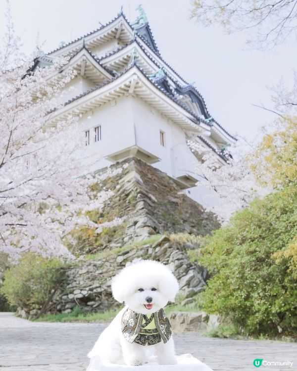 名古屋城微服出巡👘  賞櫻之旅