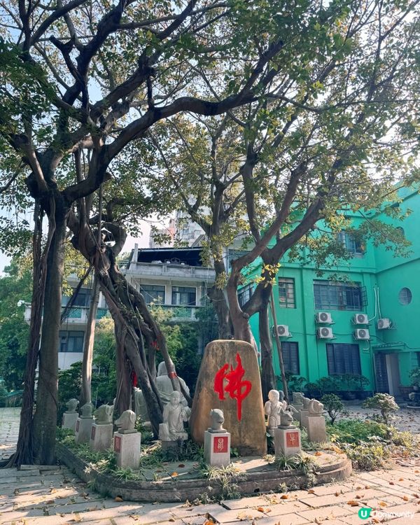 連理樹🌳 的淒美傳說😭 