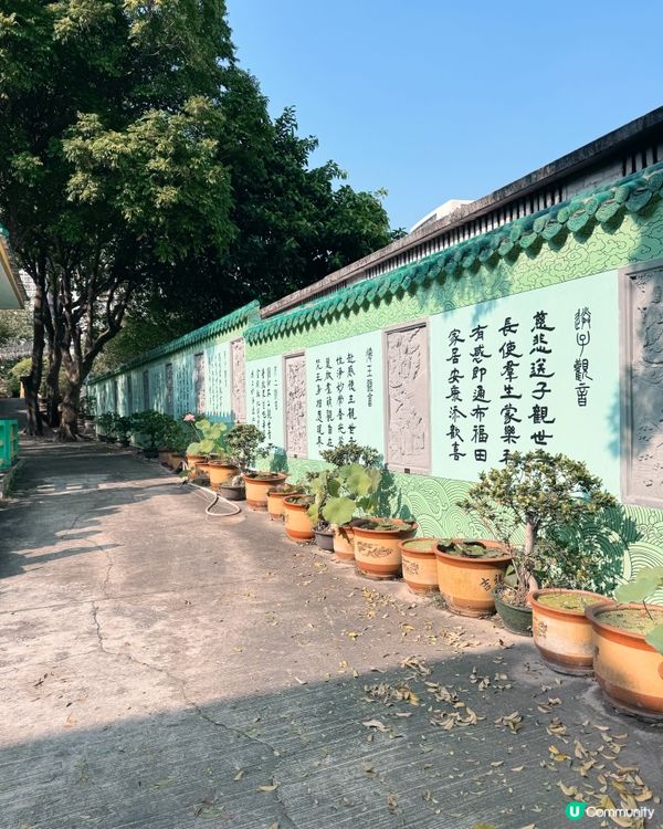 連理樹🌳 的淒美傳說😭 