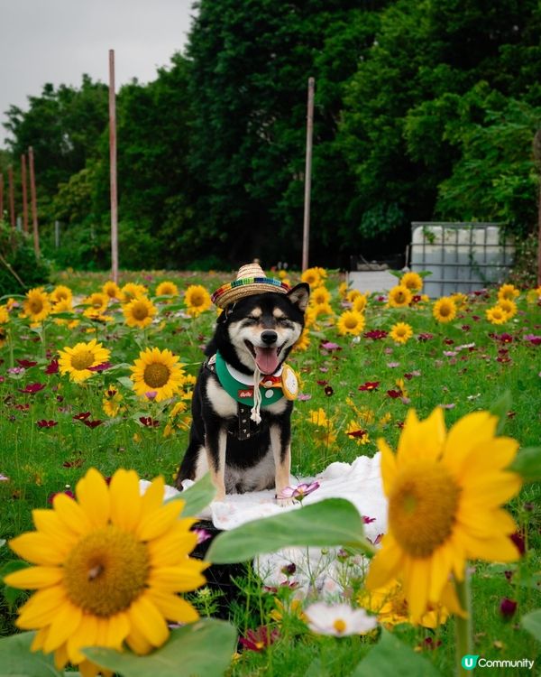 【打卡好去處】香港太陽花田 🌻