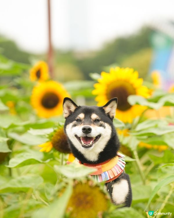 【打卡好去處】香港太陽花田 🌻