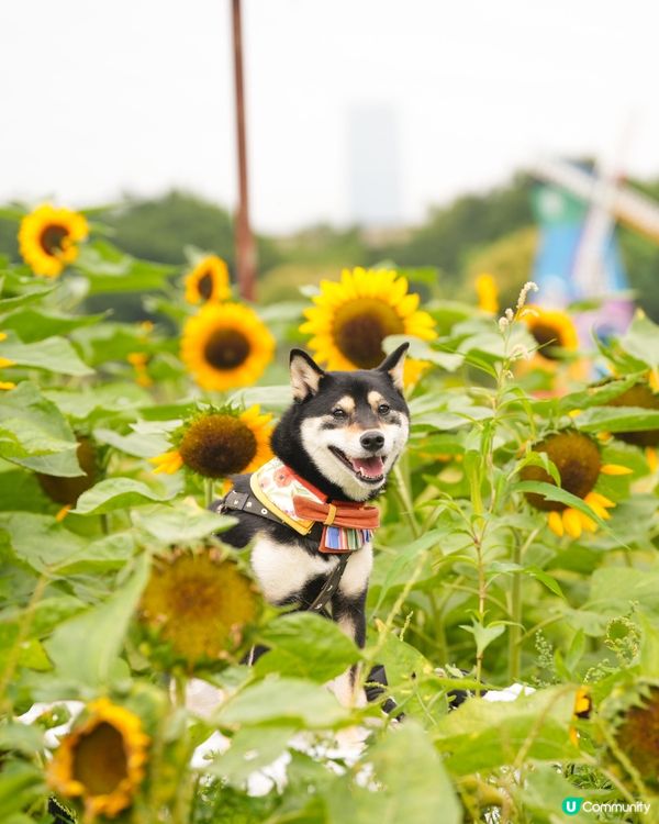 【打卡好去處】香港太陽花田 🌻