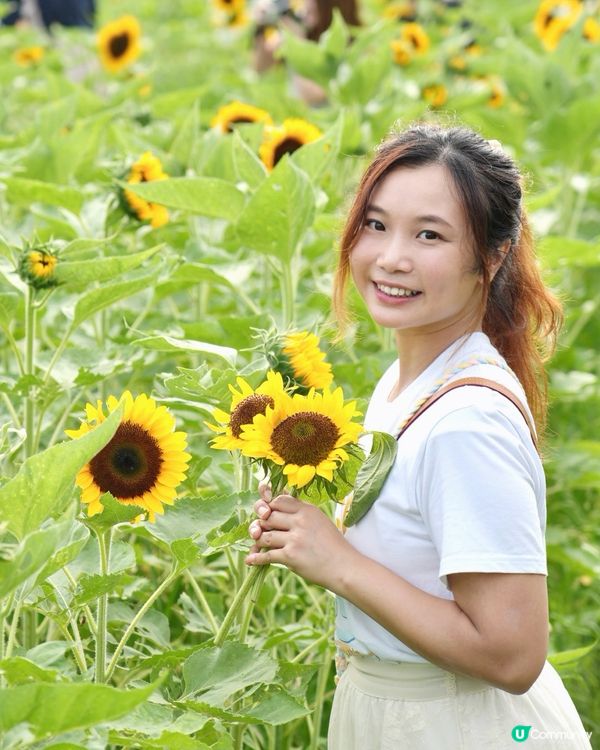 找緊最後機會！香港一大片太陽花海🌻