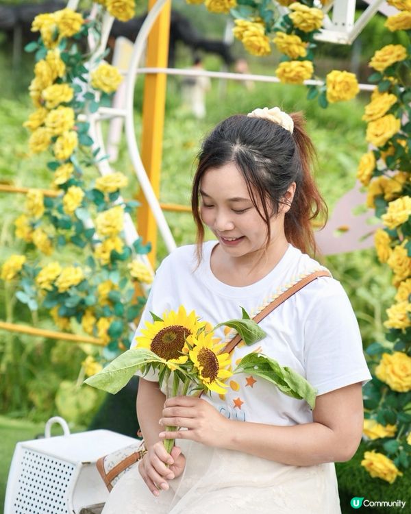 找緊最後機會！香港一大片太陽花海🌻