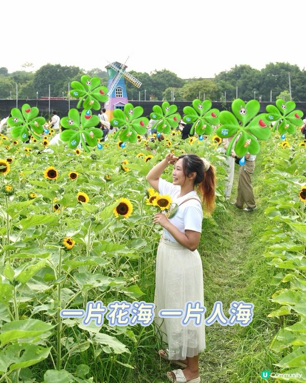 找緊最後機會！香港一大片太陽花海🌻