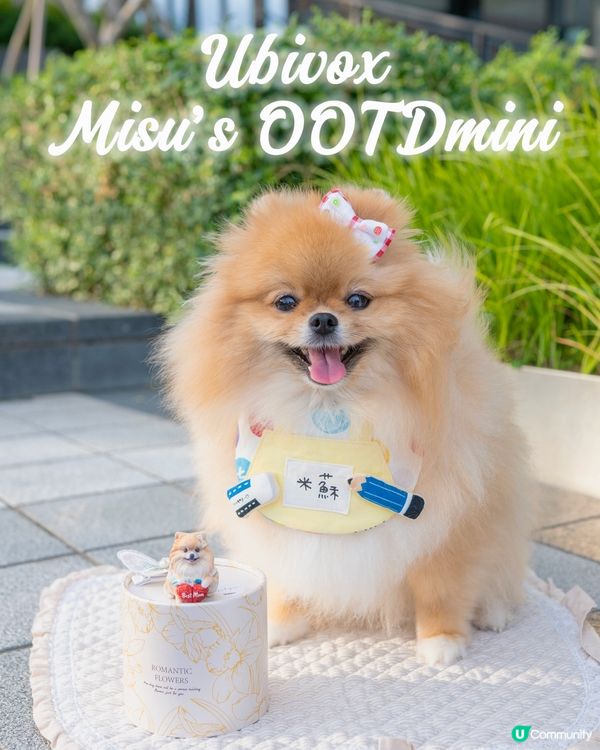 🤣米蘇蘇出世喇！頭身比例好萌！😍