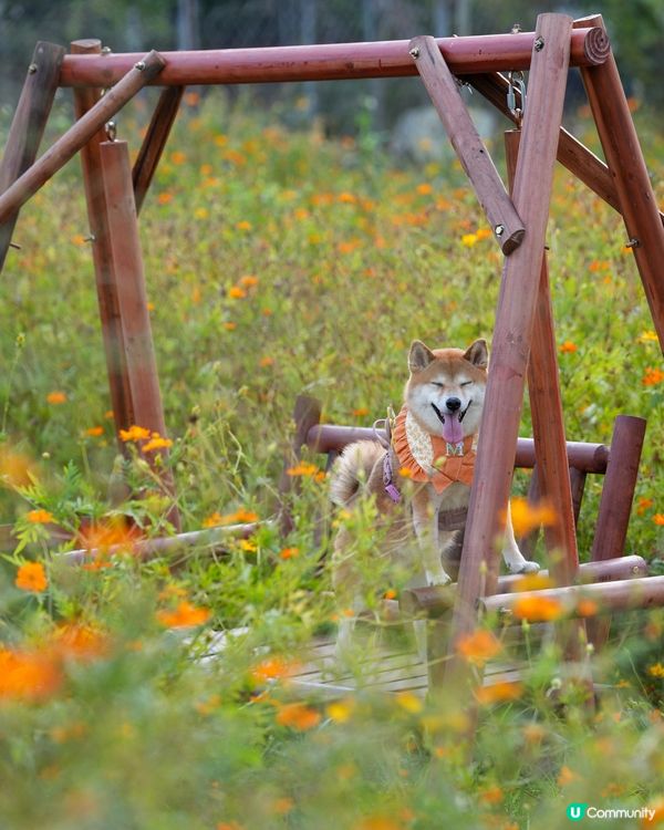 花海鞦韆韆！🌸🍂