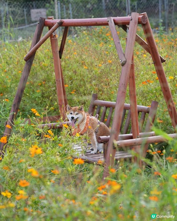 花海鞦韆韆！🌸🍂