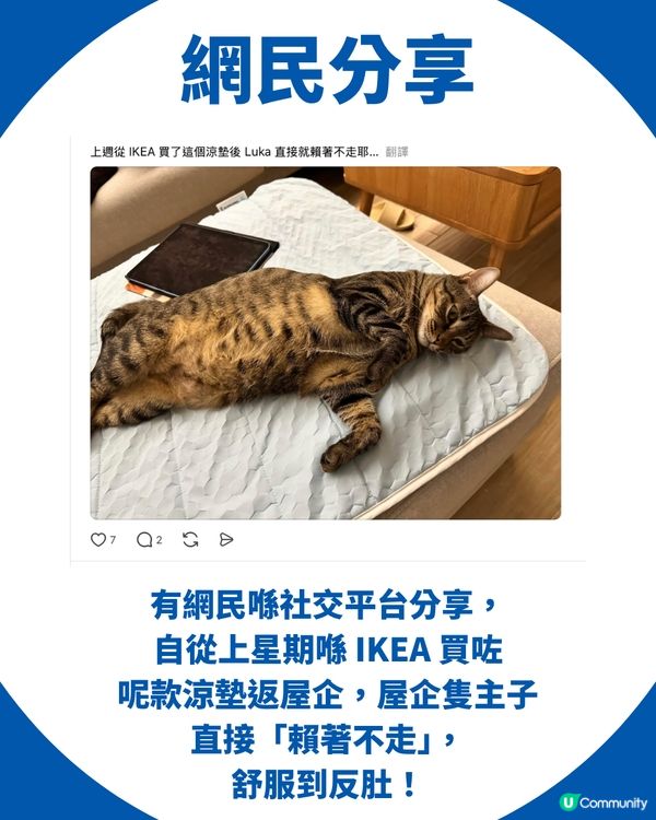 【夏日必備】IKEA $99.9「降溫神墊」全網爆紅斷貨！貓奴、媽媽界激推！附全港門市最新存貨量