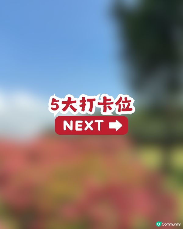 深圳粉紙扇花海🌸花期為5-11月！附打卡及交通攻略