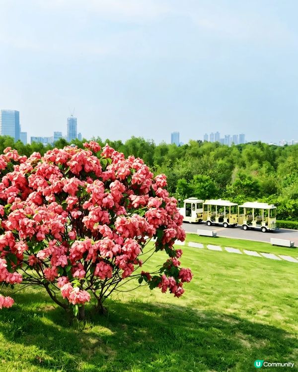深圳粉紙扇花海🌸花期為5-11月！附打卡及交通攻略