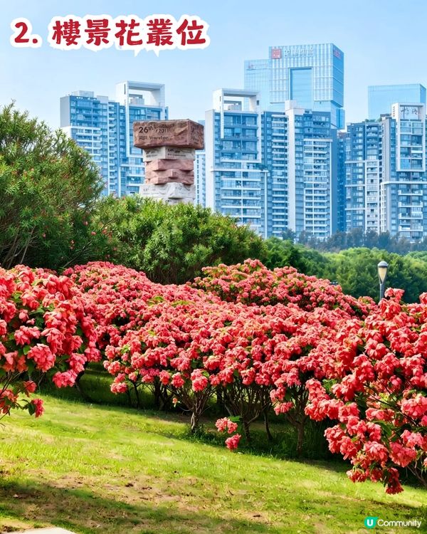 深圳粉紙扇花海🌸花期為5-11月！附打卡及交通攻略