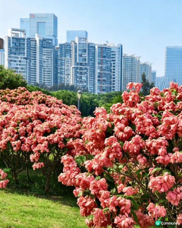 深圳粉紙扇花海🌸花期為5-11月！附打卡及交通攻略
