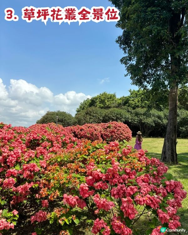 深圳粉紙扇花海🌸花期為5-11月！附打卡及交通攻略