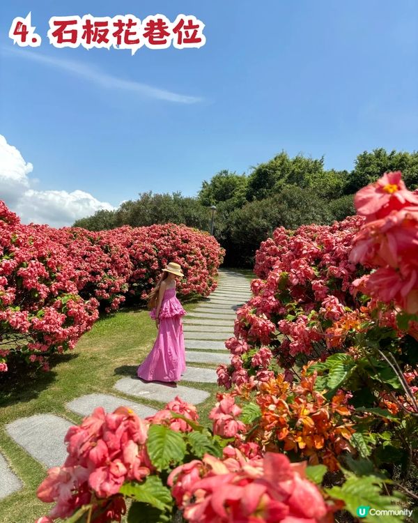 深圳粉紙扇花海🌸花期為5-11月！附打卡及交通攻略