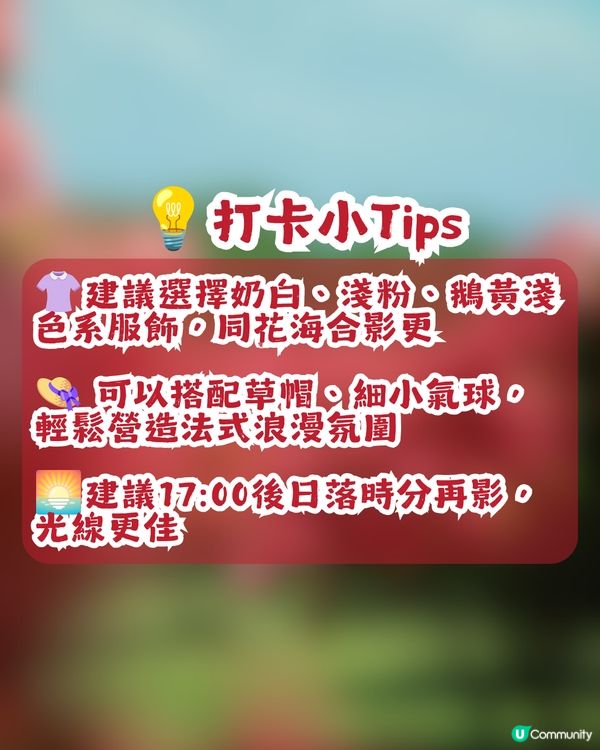 深圳粉紙扇花海🌸花期為5-11月！附打卡及交通攻略