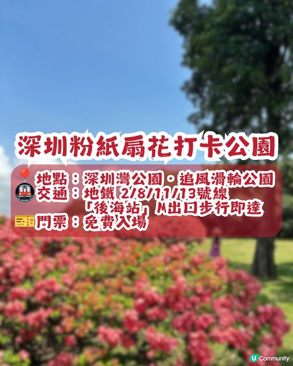 深圳粉紙扇花海🌸花期為5-11月！附打卡及交通攻略