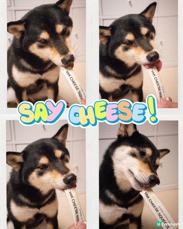 【貓狗啱食】芝士唧唧醬 🧀😋