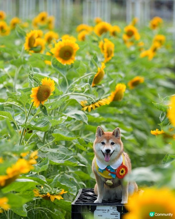 終於影到🌻花海！😍