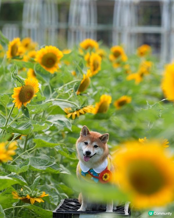 終於影到🌻花海！😍
