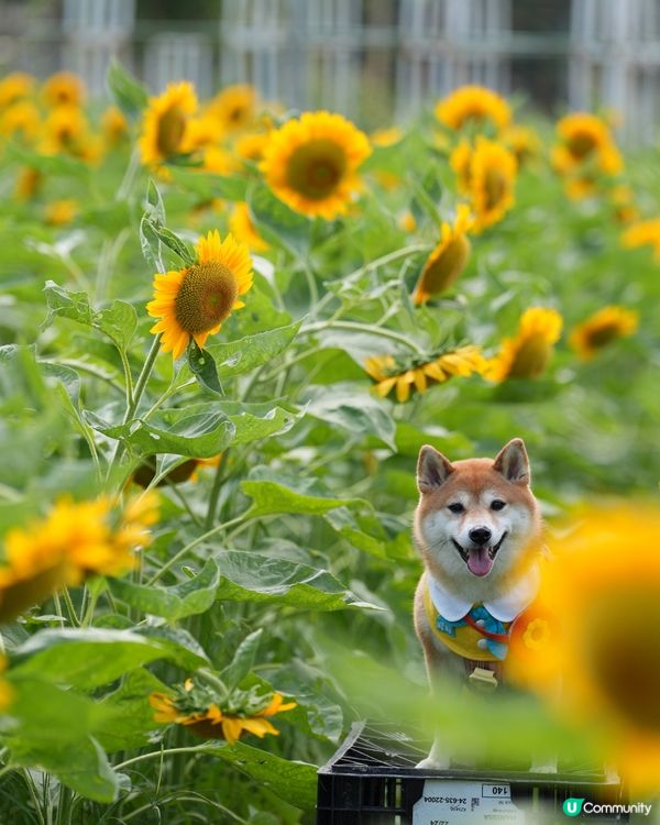 終於影到🌻花海！😍