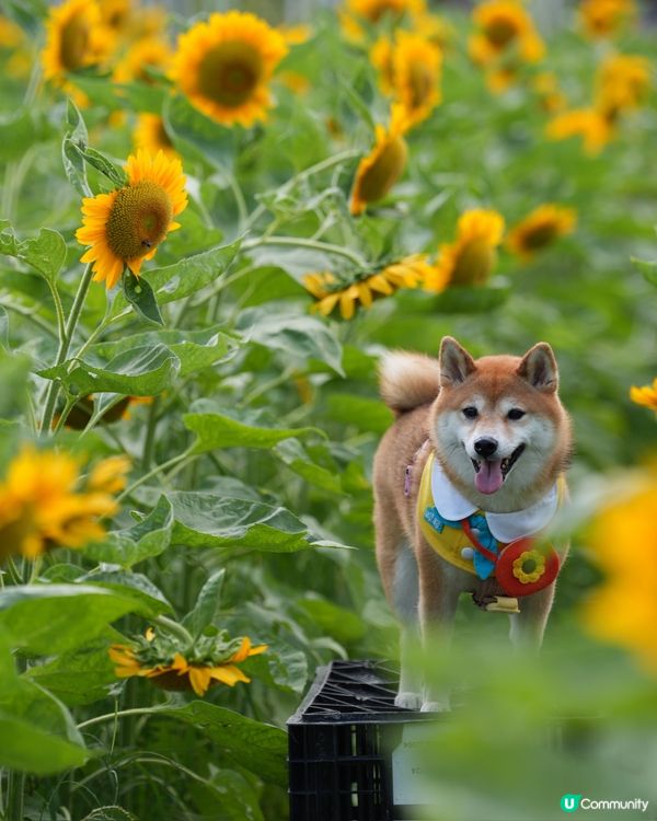 終於影到🌻花海！😍