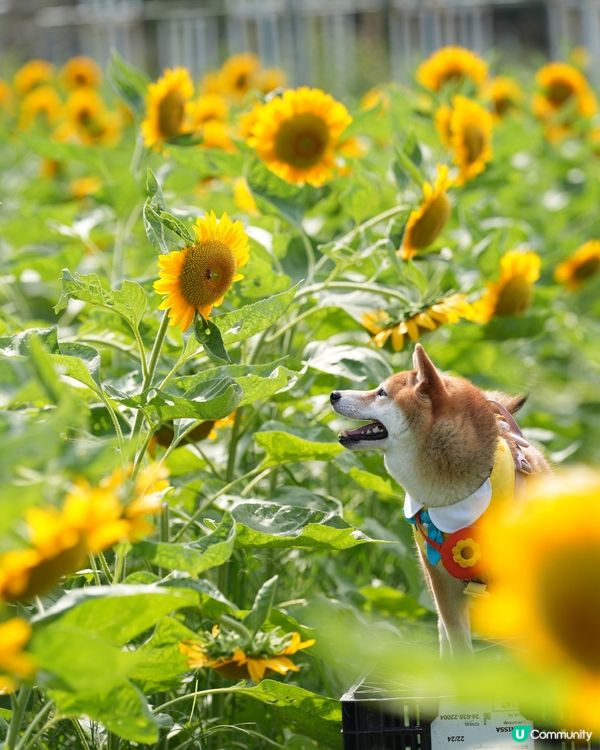 終於影到🌻花海！😍