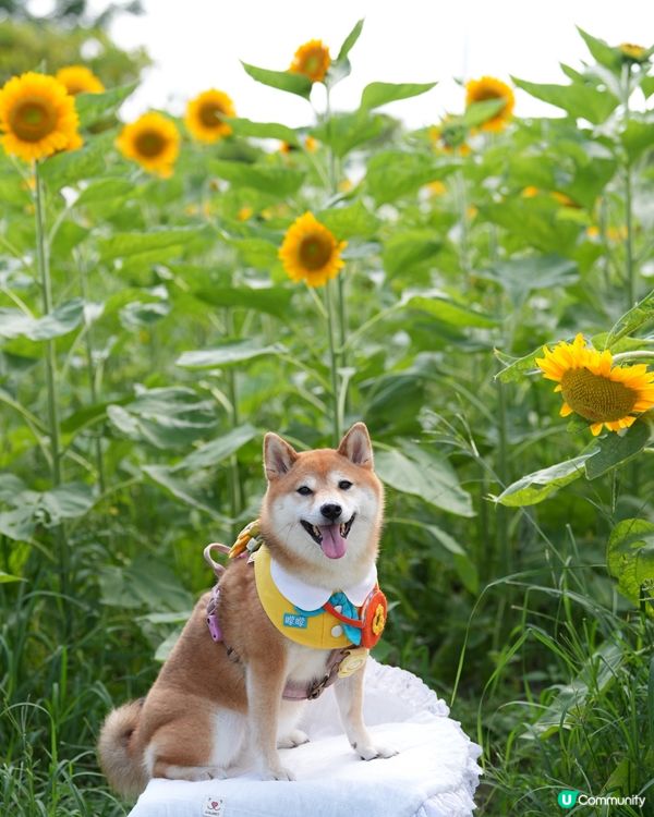 終於影到🌻花海！😍