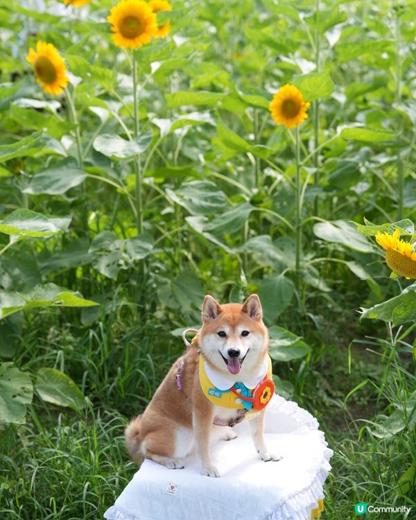 終於影到🌻花海！😍